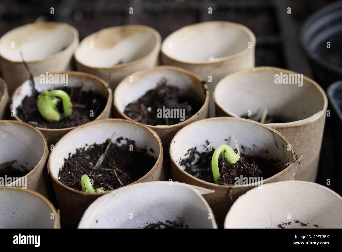 Dwarf bean (Phaseolus sp.) 'Ferrari', seedlings growing in cardboard toilet paper tubes in a potting shed on a vegetable patch, Mendlesham, Suffolk Stock Photo