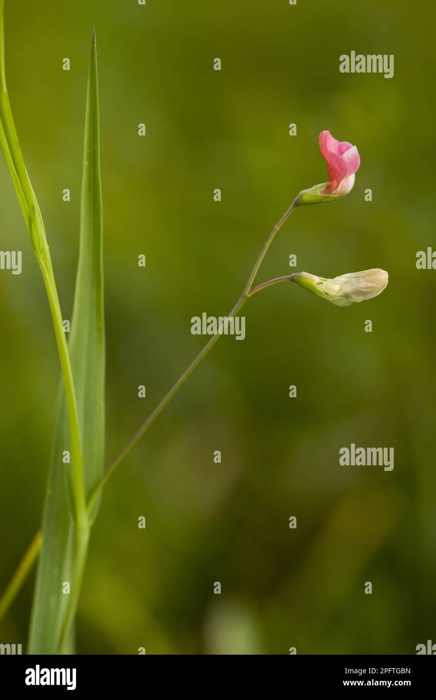 Flowering grass pea (Lathyrus nissolia), Romania Stock Photo