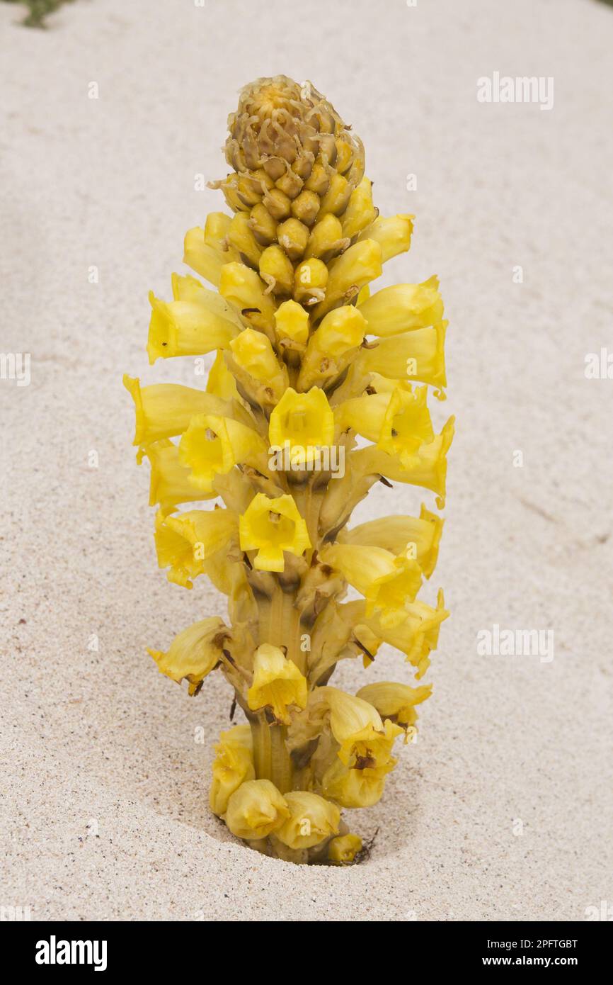 Yellow Broomrape (Cistanche phelypaea) flowering, parasitic on Chenopodiaceae, growing on coastal sand dune, Lanzarote, Canary Islands Stock Photo