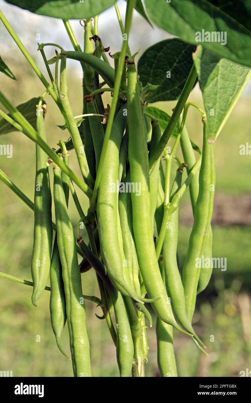 Garden Bean, common beans (Phaseolus vulgaris), Dwarf French Bean 'Safari', close-up of ripe pods, growing in garden vegetable plot, Bacton, Suffolk Stock Photo