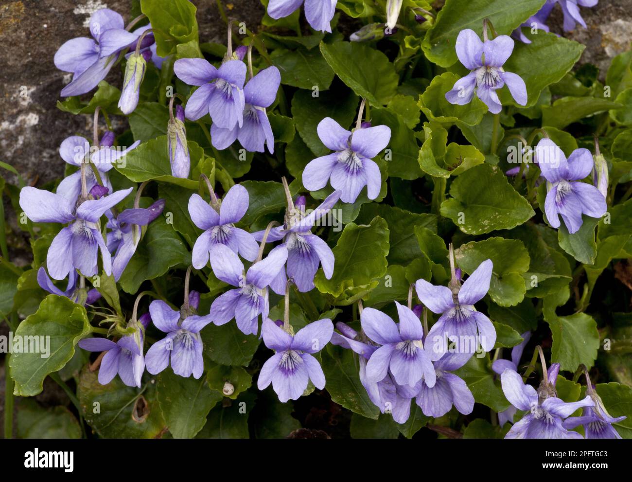 Early Dog-violet (Viola reichenbachiana) flowering, growing in woodland, Greece Stock Photo