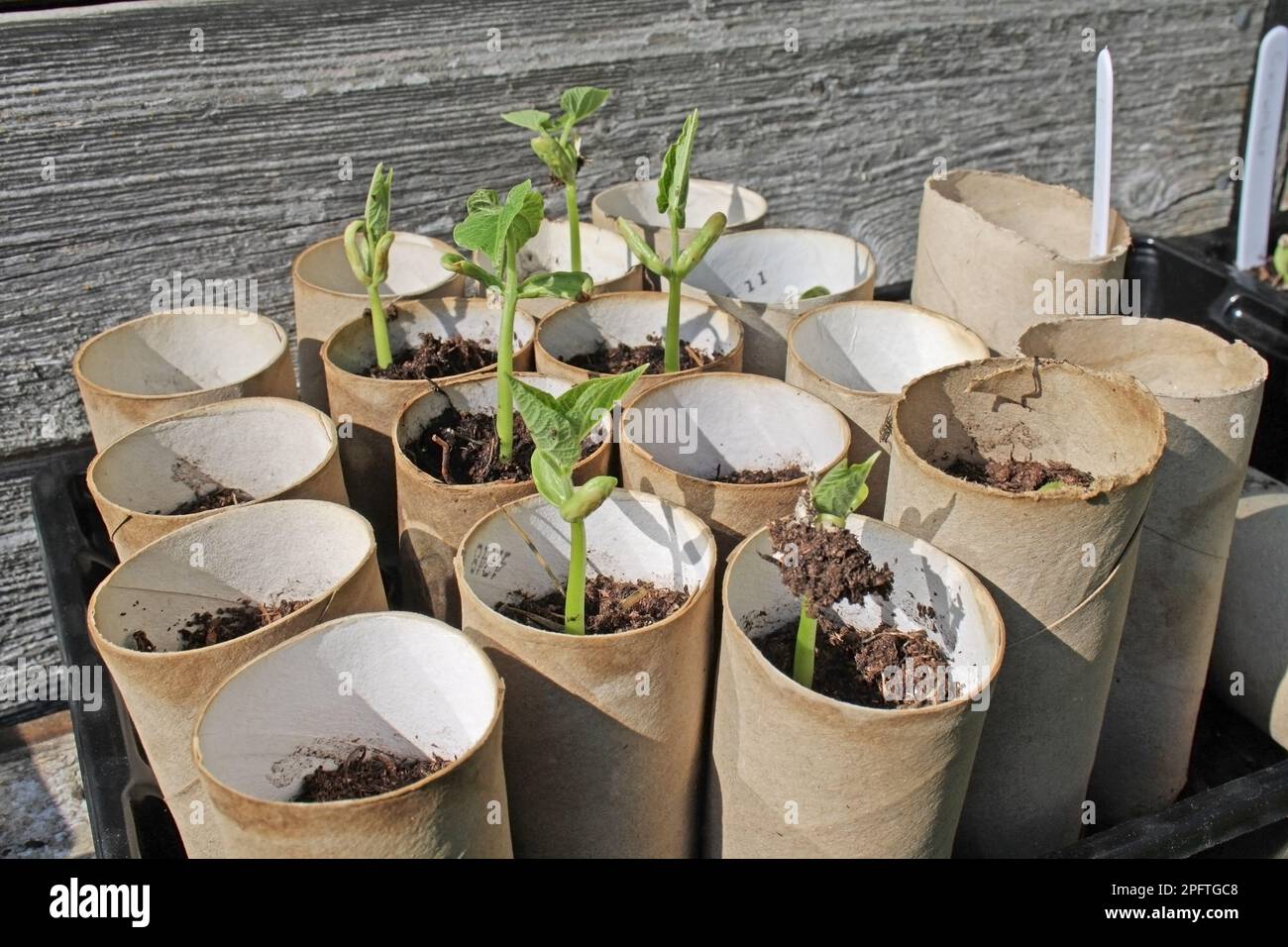 Dwarf bean (Phaseolus sp.) 'Ferrari', seedlings growing in cardboard toilet paper tubes on vegetable beds in the garden, Mendlesham, Suffolk Stock Photo