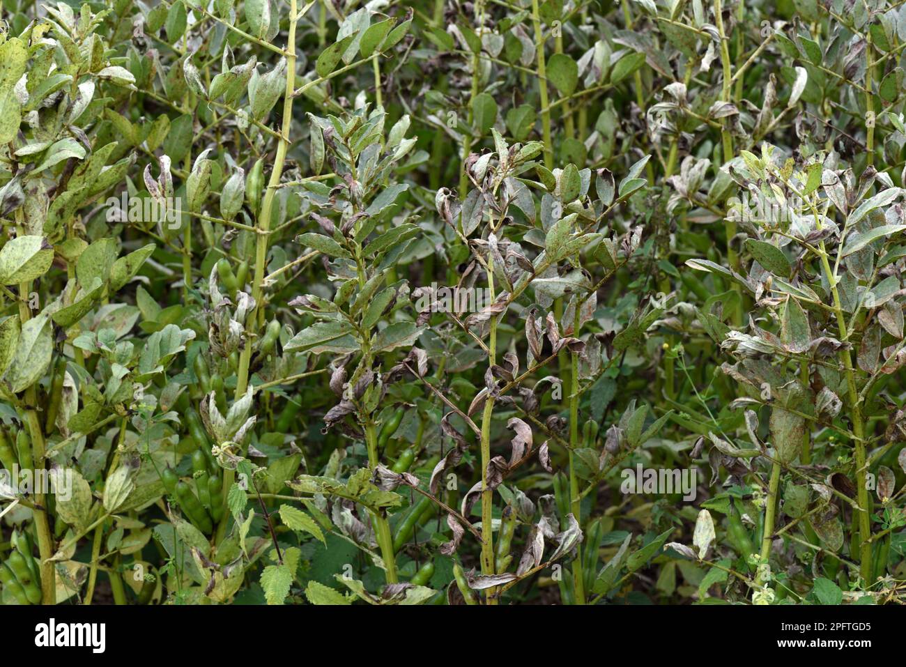 Field bean rust, Uromyces vicia-fabae, damage to crop of field beans, Berkshire, England, United Kingdom Stock Photo