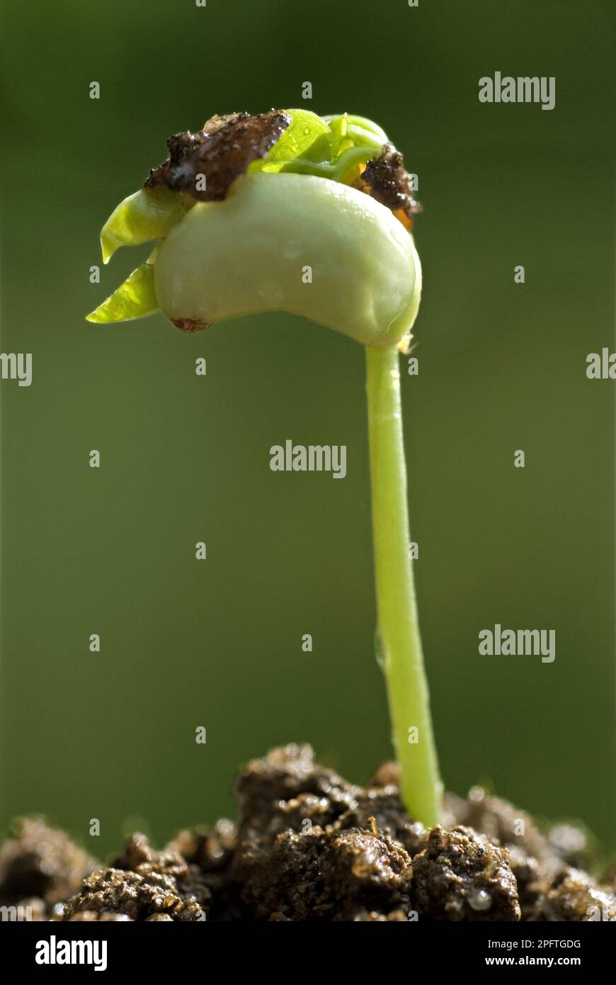 Cowpea (Vigna sinensis) germinating seedling, Trivandrum, Kerala, India Stock Photo