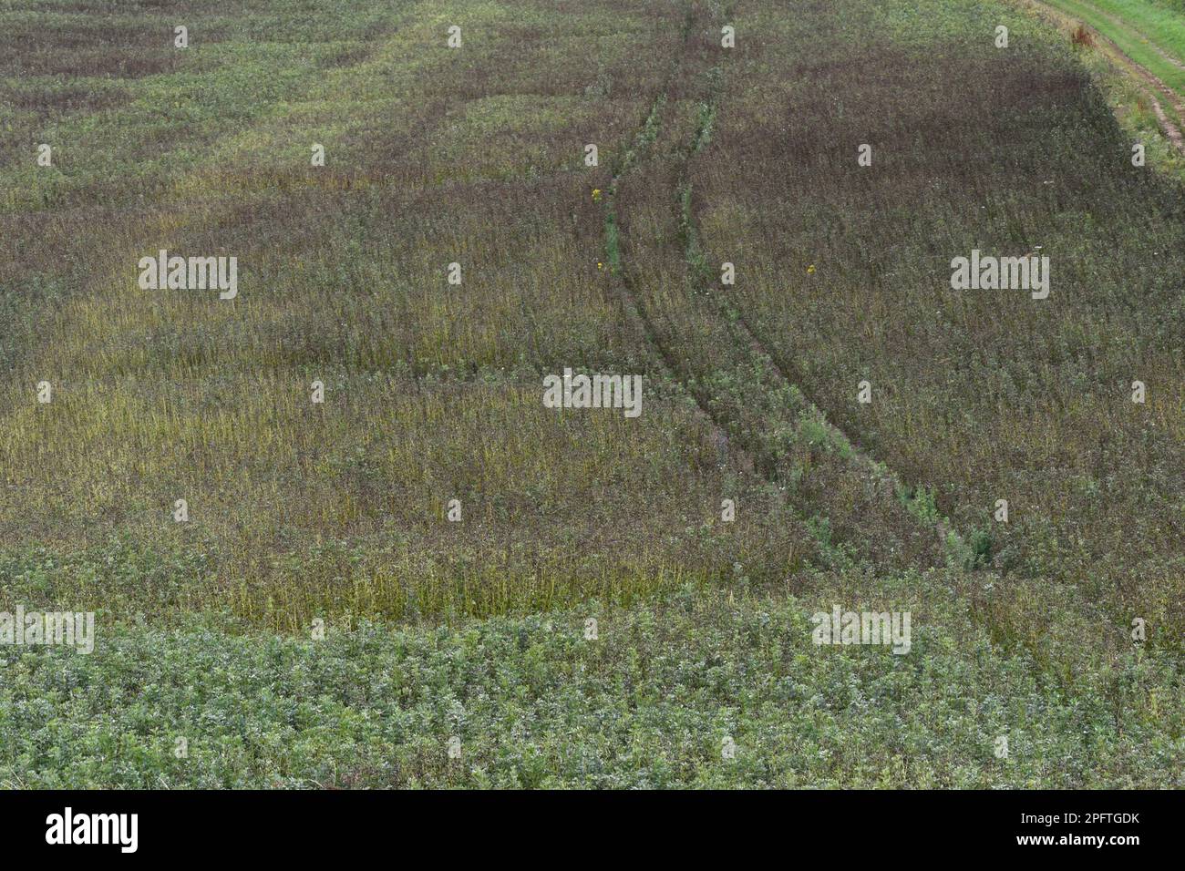 Field bean rust, Uromyces viciafabae, damage to crop of field beans, Berkshire, England, United