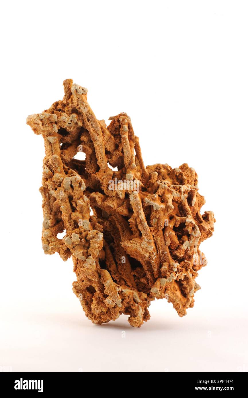 Dried coral isolated on white background. Coral are fragile and