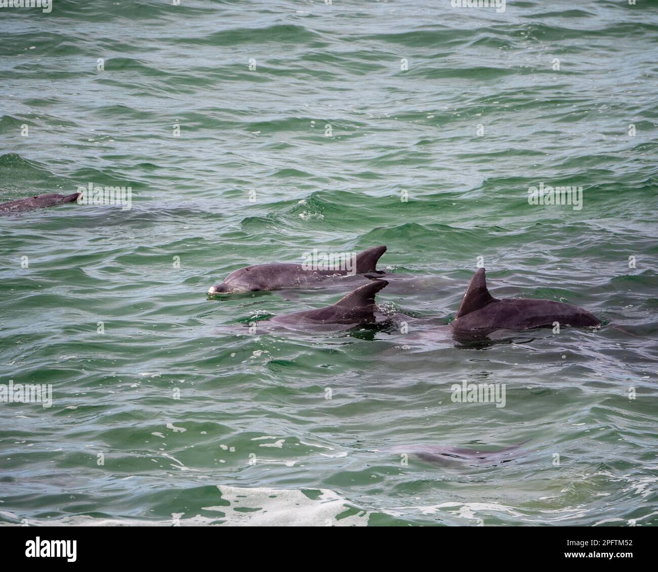 Shiny grey Bottlenose Dolphins in the wild, part of a large pod ...