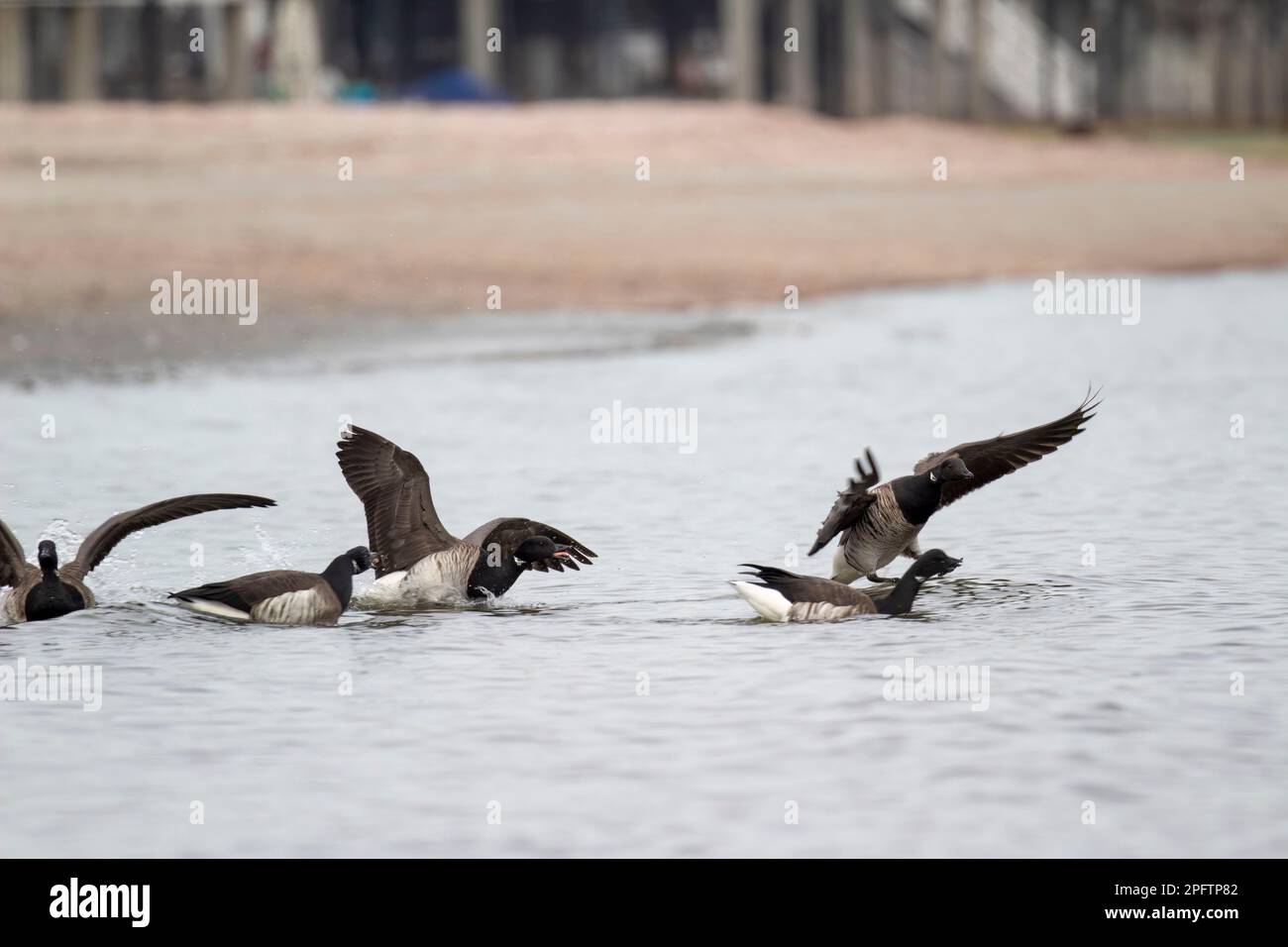 Five brant geese landing in the water, in varying stages of