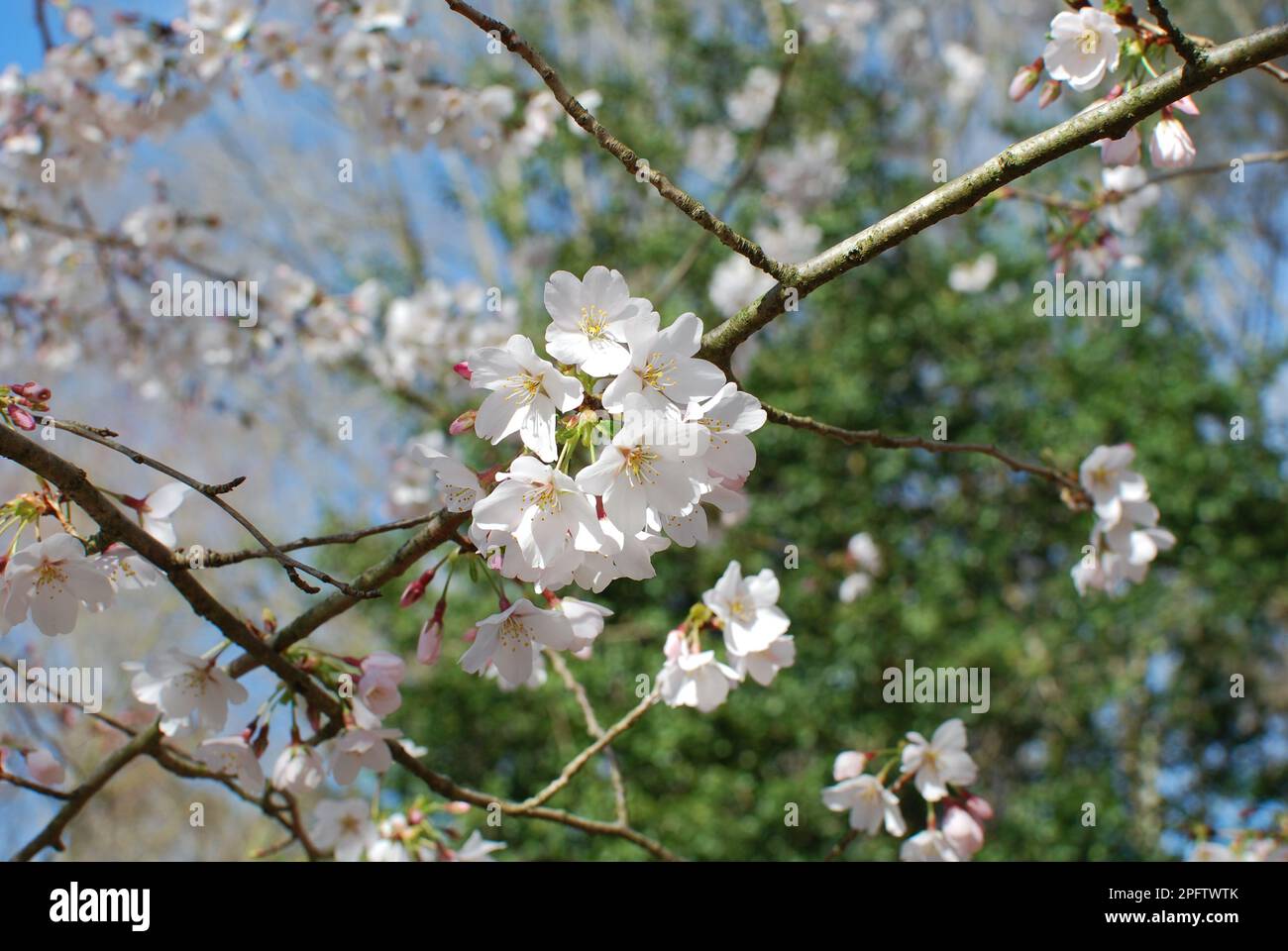 Early Cherry Blossoms 2023 Stock Photo Alamy