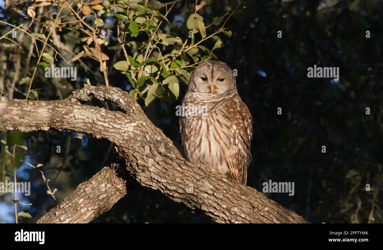 A barred owl Strix varia seen in the daylight. These owls are usually