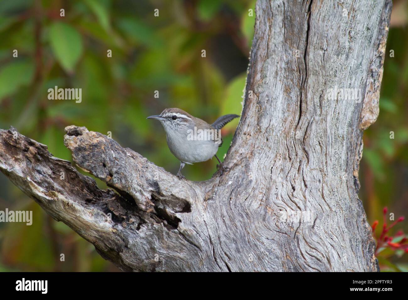 A tiny Bewick's Wren (Thryomanes bewickii) in an old dead tree trunk looking for a snack. Stock Photo