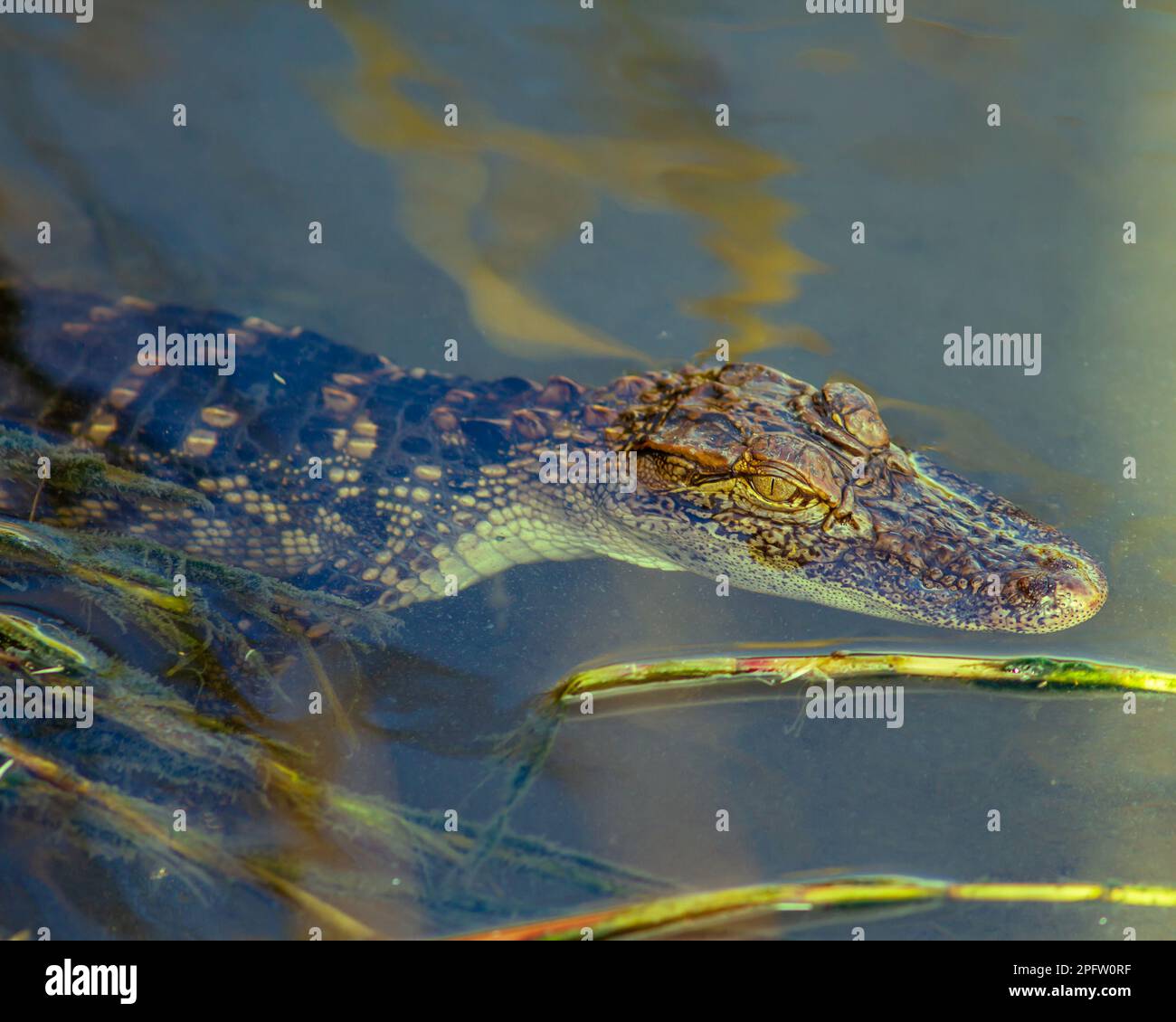A young American Alligator (Alligator mississippiensis) seen at South Padre Island nature center, Texas. Stock Photo