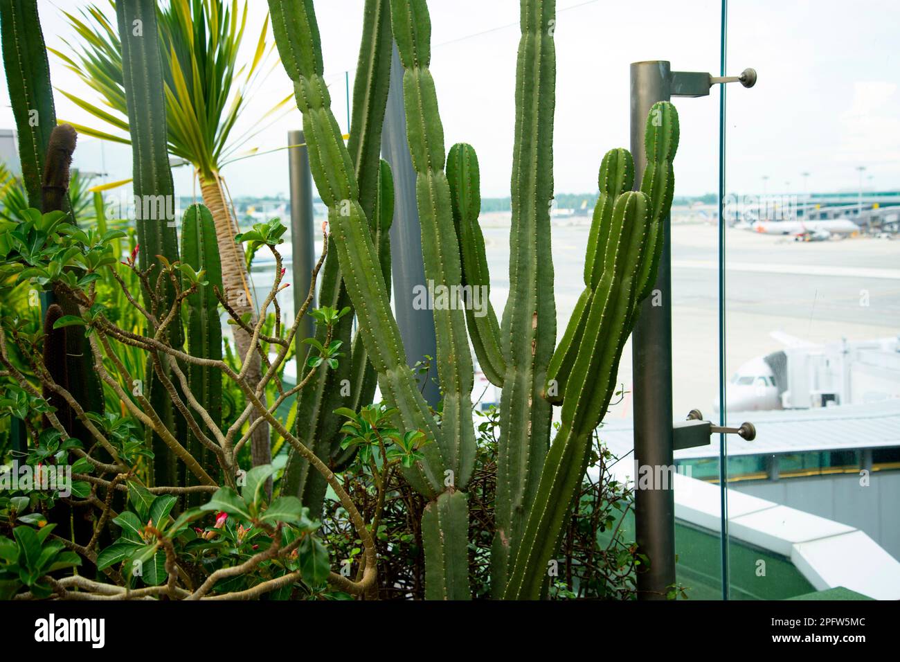 Cactus Garden in Singapore Airport Stock Photo Alamy