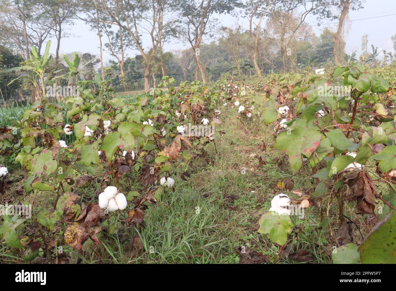 peruvian pima cotton on tree in farm for harvest are cash crops Stock Photo