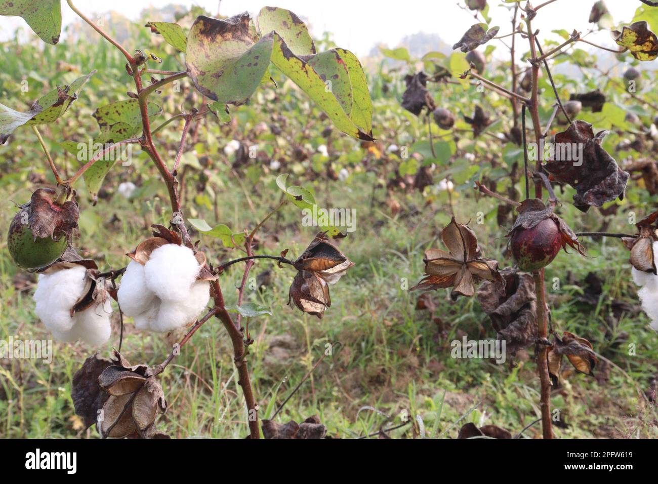 peruvian pima cotton on tree in farm for harvest are cash crops Stock Photo