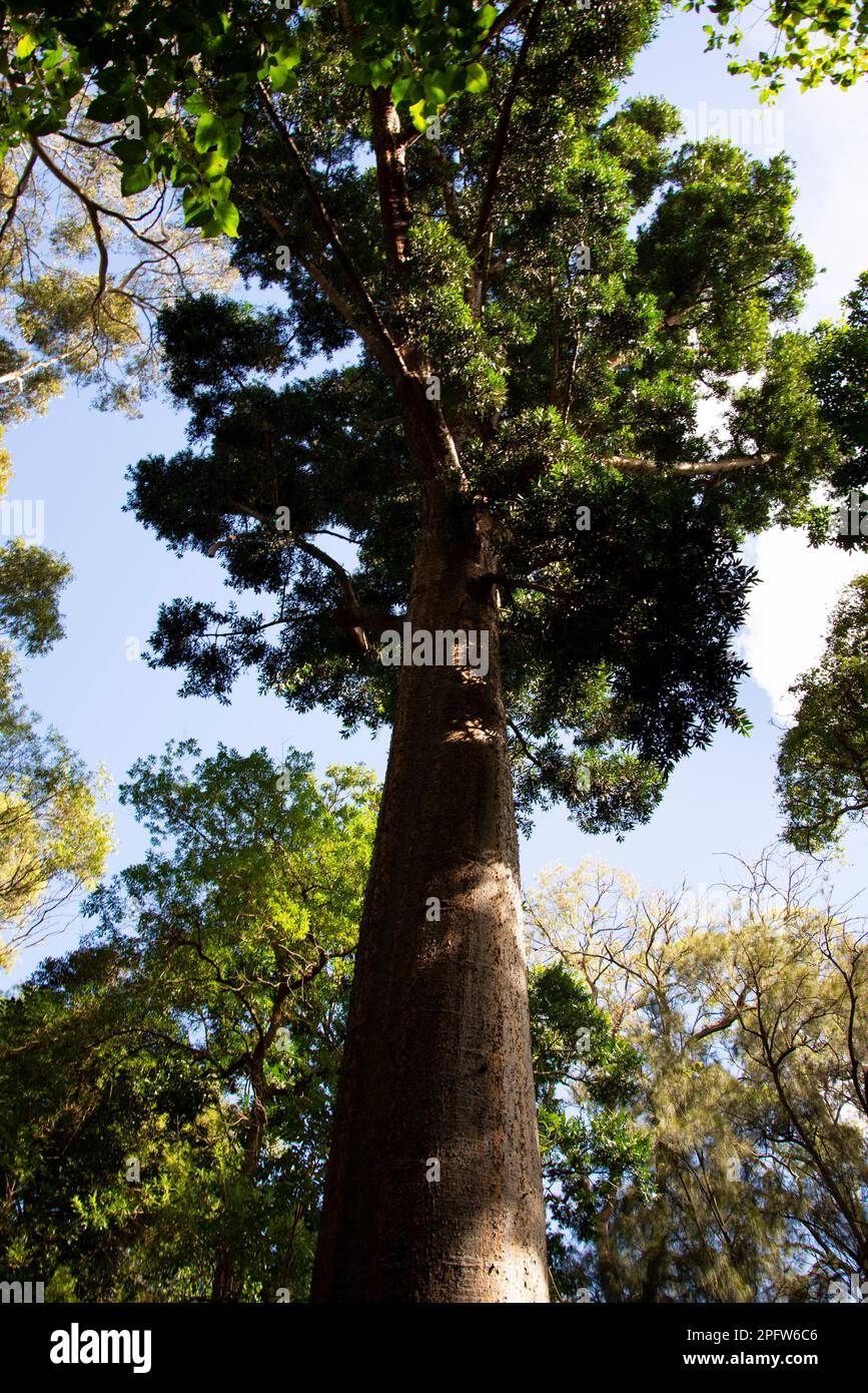 Kauri Pine Tree in the Park Stock Photo