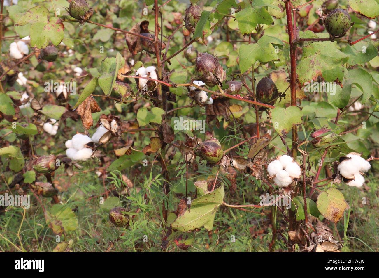 peruvian pima cotton on tree in farm for harvest are cash crops Stock Photo