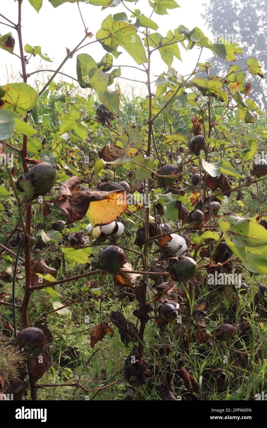 peruvian pima cotton on tree in farm for harvest are cash crops Stock Photo