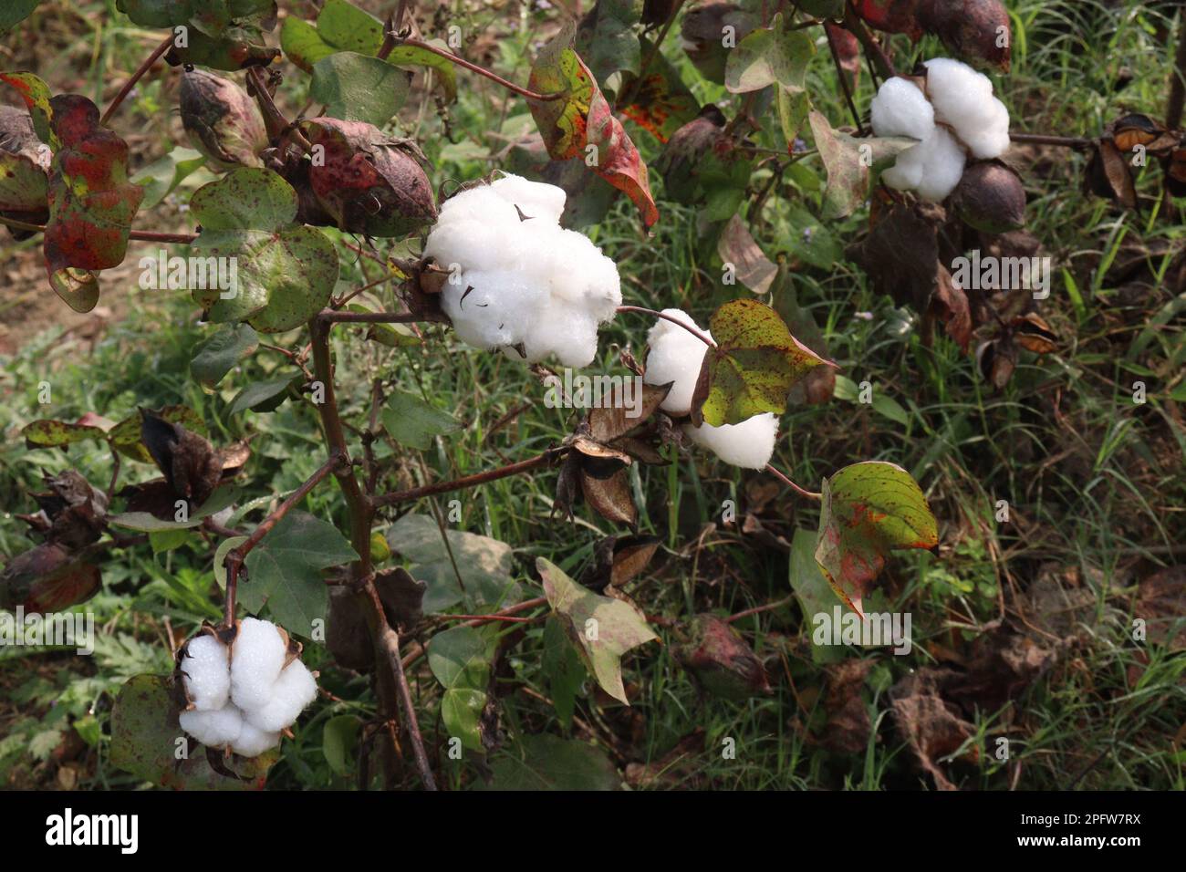 peruvian pima cotton on tree in farm for harvest are cash crops Stock Photo