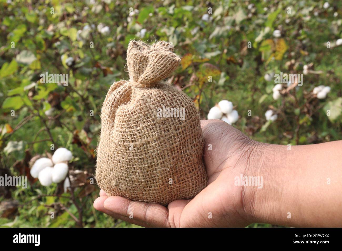 peruvian pima cotton farm with money bag for harvest are cash crops Stock Photo