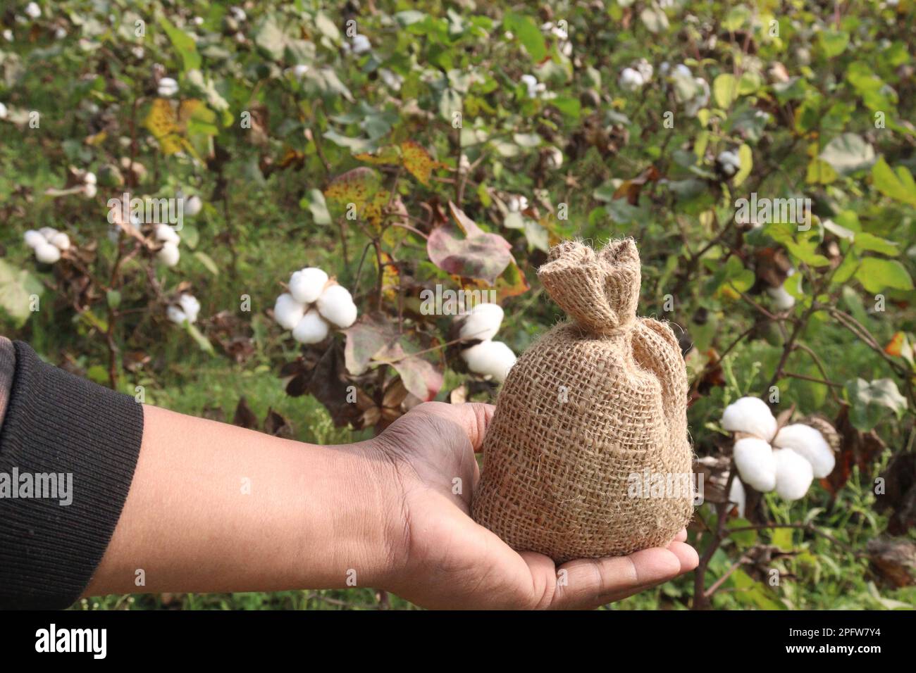 peruvian pima cotton farm with money bag for harvest are cash crops Stock Photo