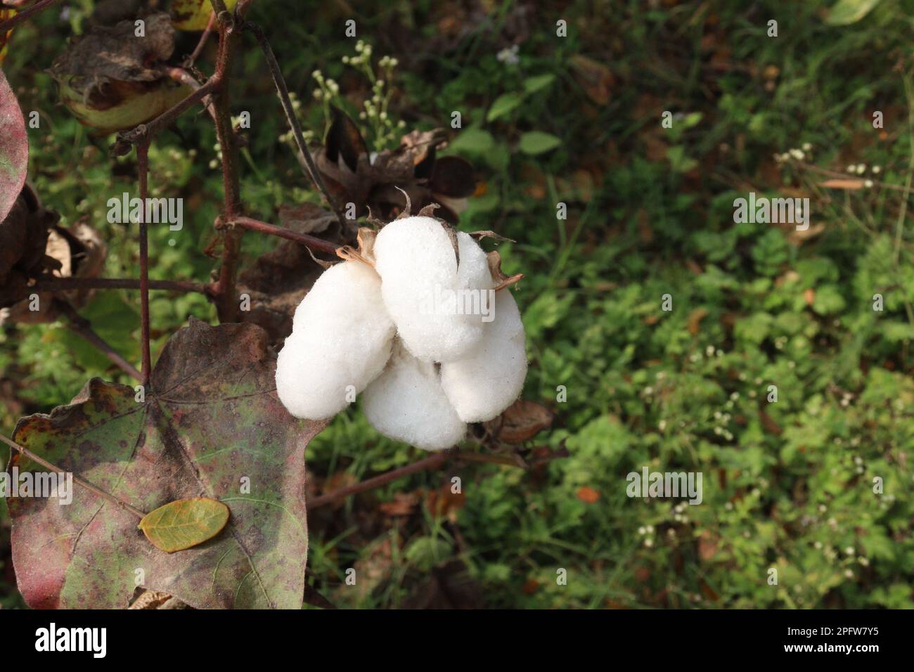 peruvian pima cotton on tree in farm for harvest are cash crops Stock Photo