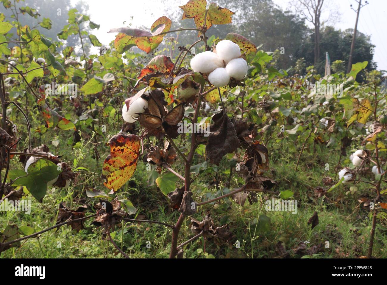 peruvian pima cotton on tree in farm for harvest are cash crops Stock Photo