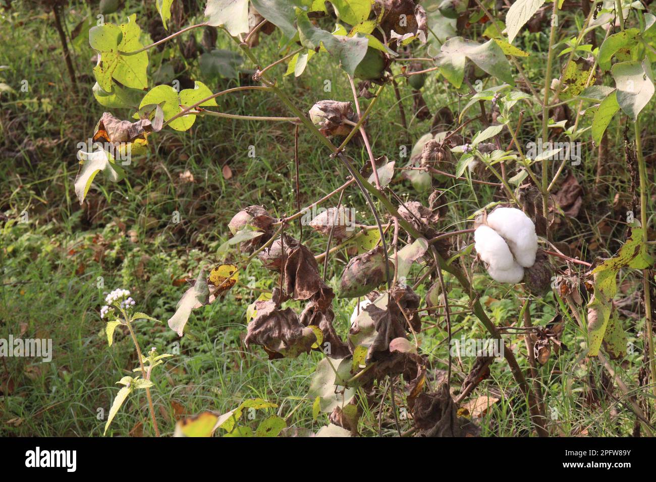 peruvian pima cotton on tree in farm for harvest are cash crops Stock Photo