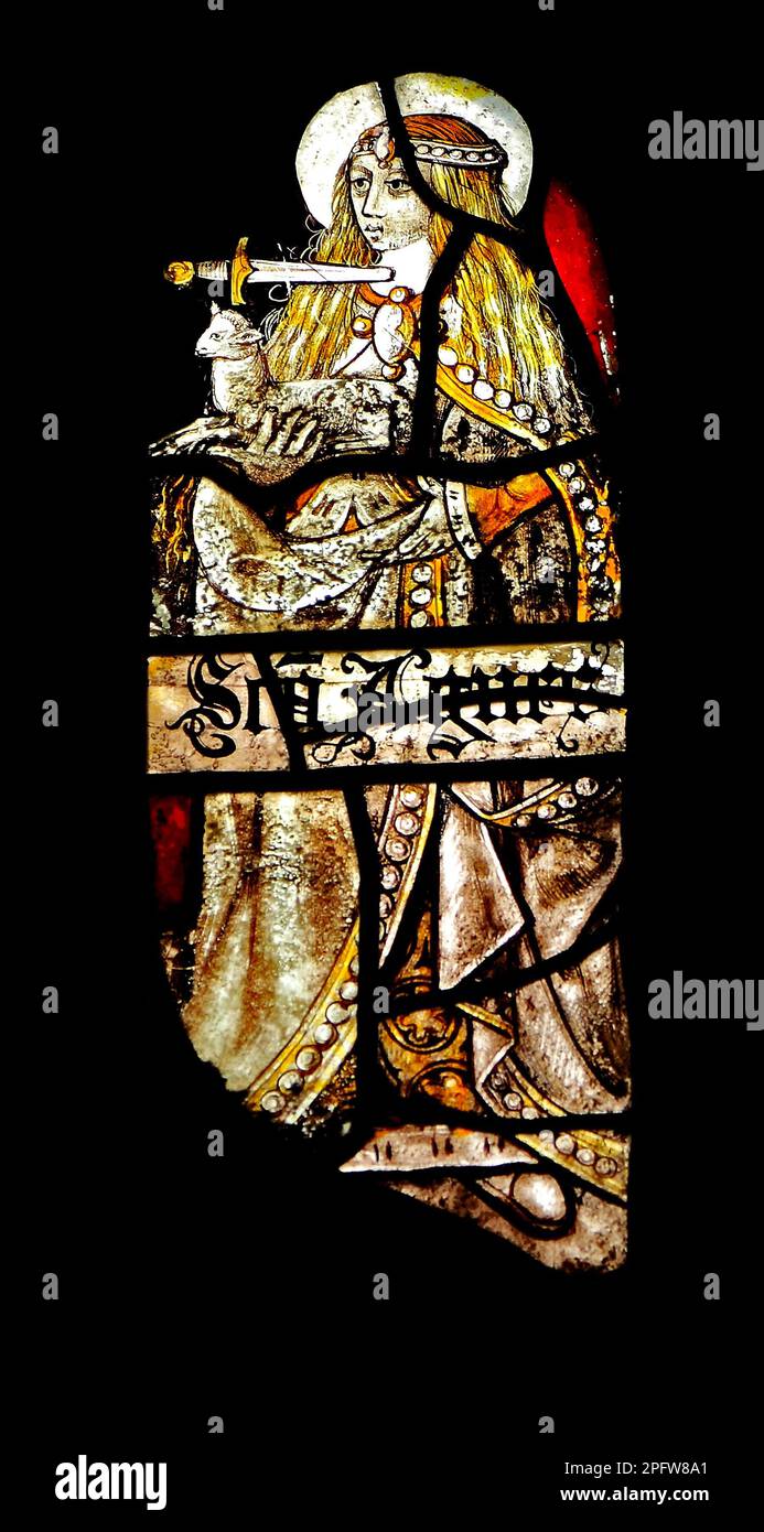 Medieval stained glass, St. Agnes, with dagger at her throat, holding a lamb,  Sandringham Parish Church, Norfolk, England, UK Stock Photo