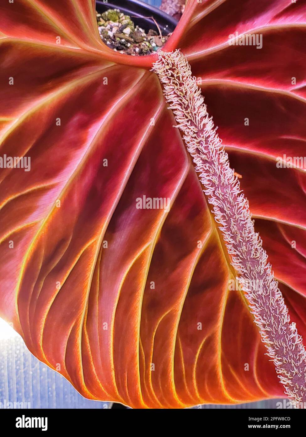 Close up of a stunning red back leaf and furry petioles of Philodendron  Verrucosum Amazon Sunset, a rare tropical plant Stock Photo - Alamy