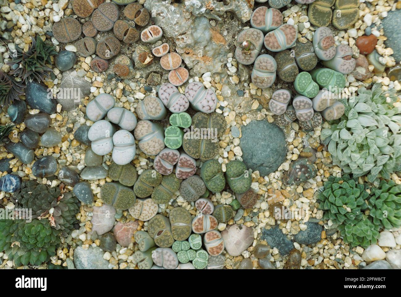 A spread of Lithops plant, also known as the living stones Stock Photo