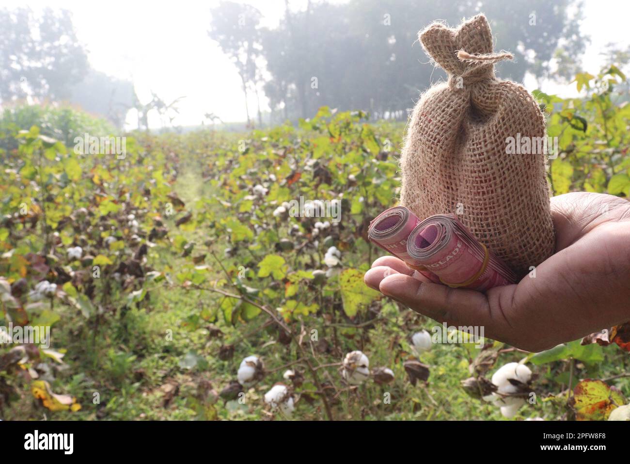 peruvian pima cotton farm with money bag for harvest are cash crops Stock Photo