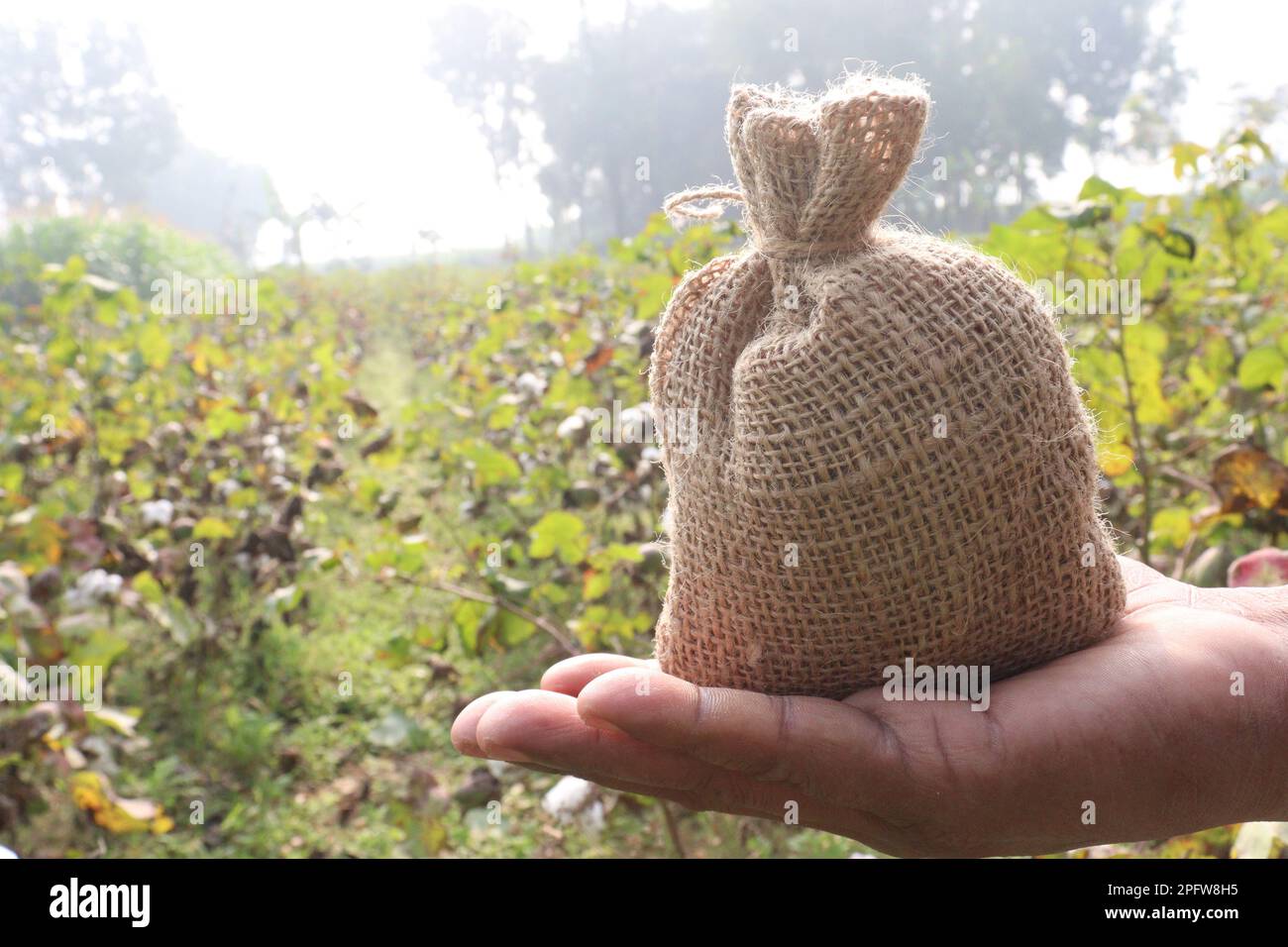 peruvian pima cotton farm with money bag for harvest are cash crops Stock Photo