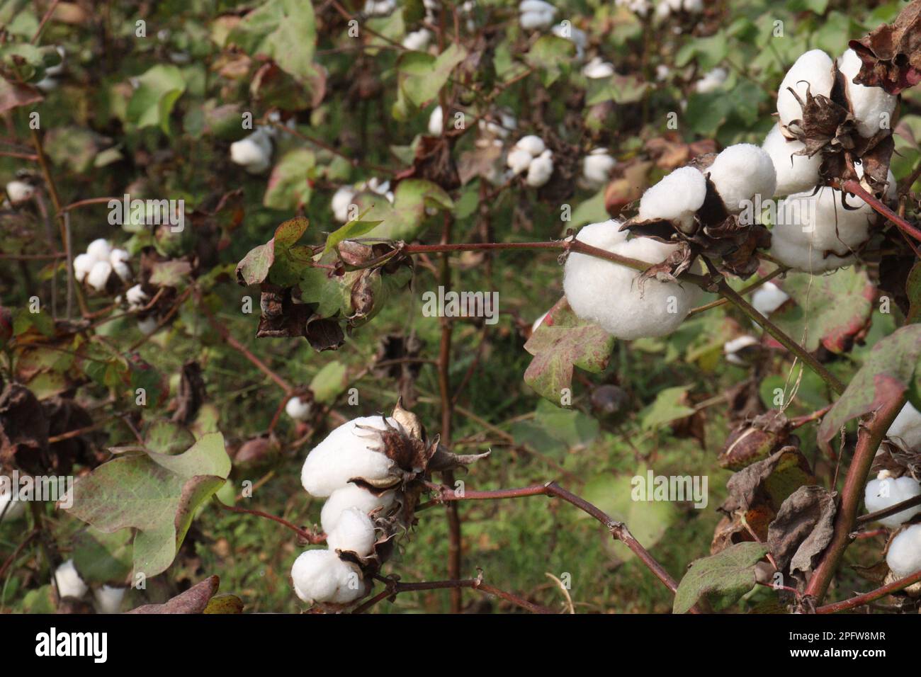 peruvian pima cotton on tree in farm for harvest are cash crops Stock Photo