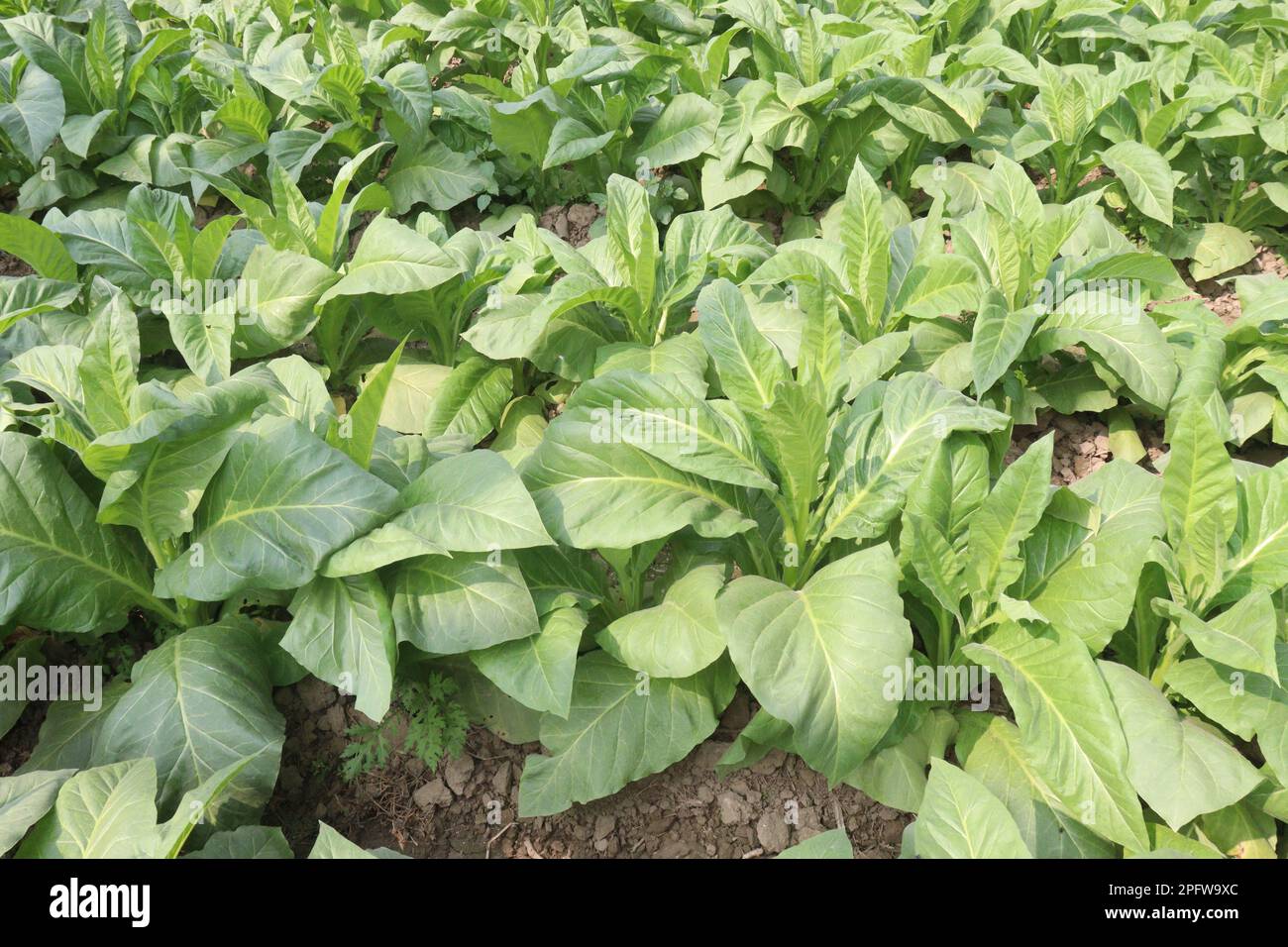 raw tobacco farm for making cigarette and harvest are cash crops Stock ...
