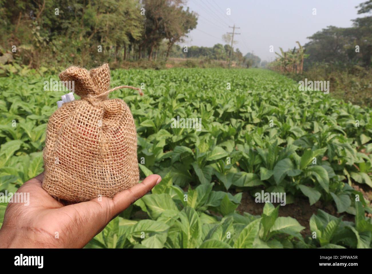 green colored tobacco farm with money bag on hand for harvest are cash