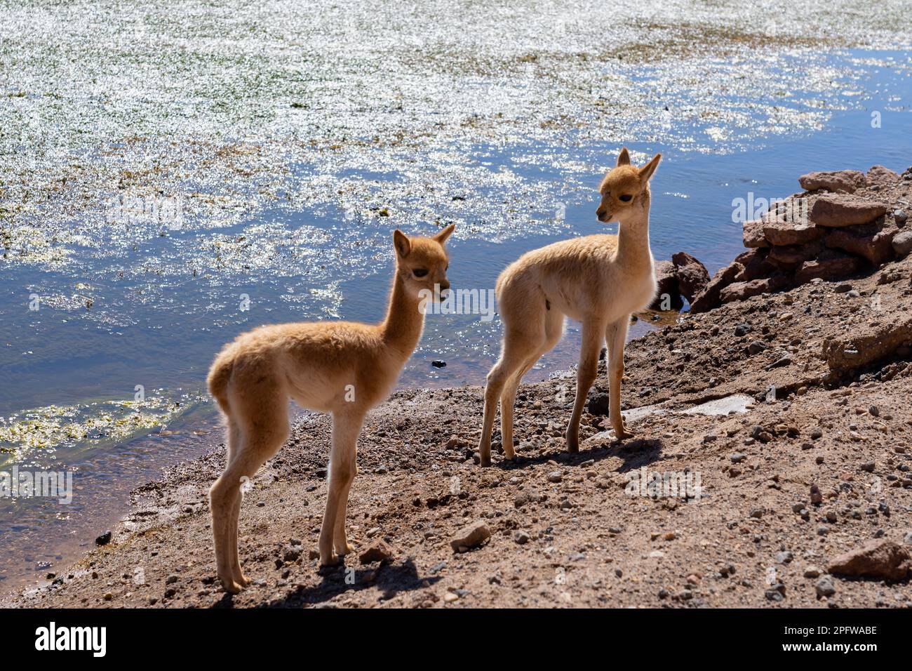 Two vicuna babies at the edge of the water both stare directly into the camera near San Pedro de Atacama, Chile. Stock Photo