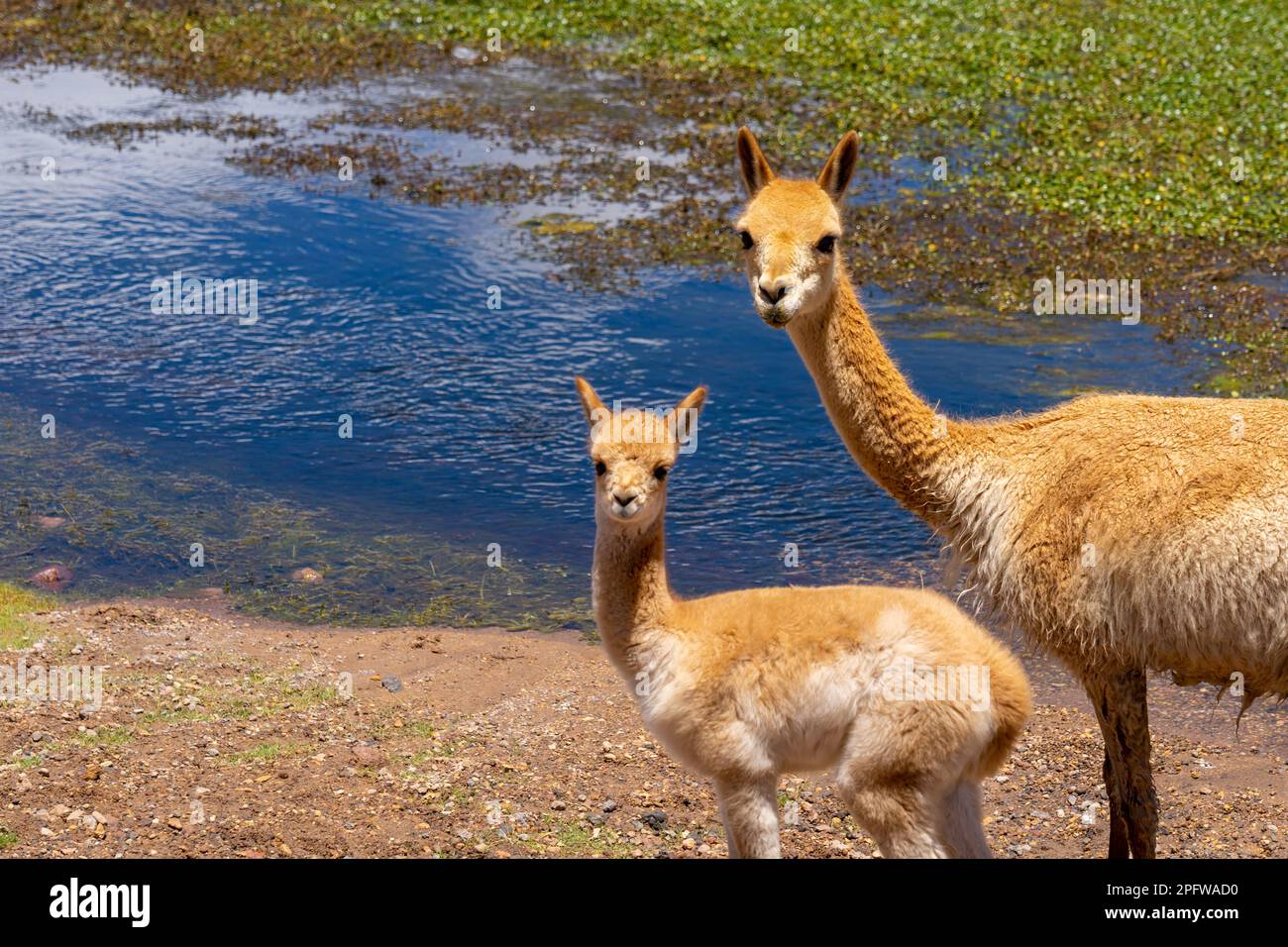 A vicuna with a baby at the edge of the water both stare directly into the camera near San Pedro de Atacama, Chile. Stock Photo