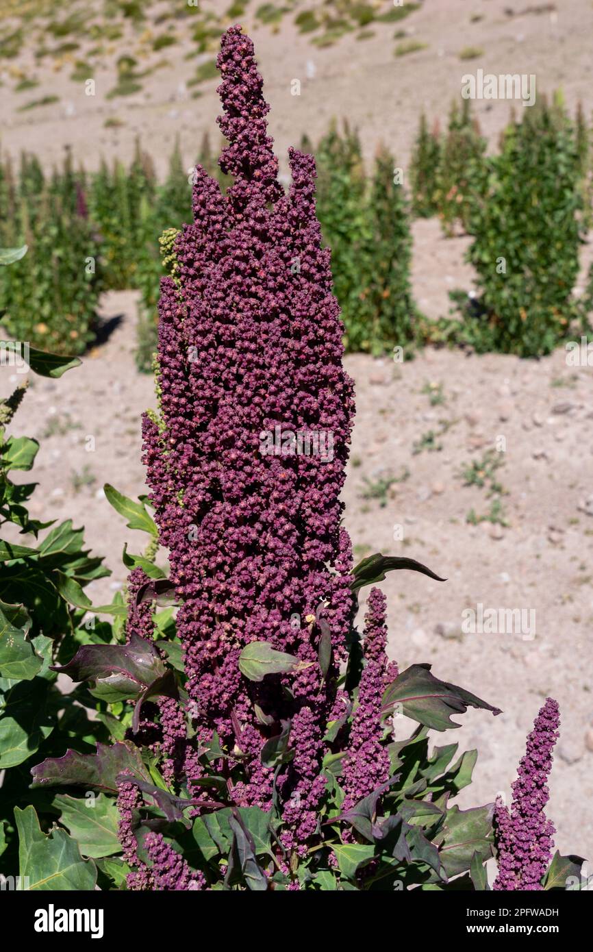 A stalk of Quinoa plants at a farm field in Bolivian Stock Photo Alamy