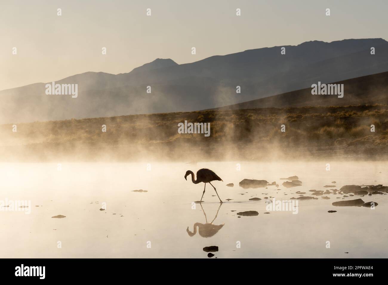 A flamingo standing in the shallow water with mountains and morning fog in the background at the hot springs of Termas de Polques, Boliva. Stock Photo