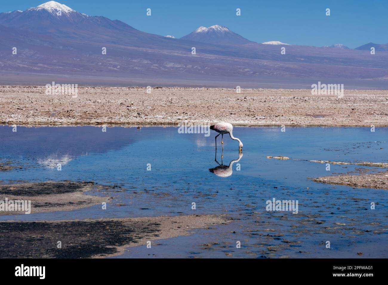 An Andean flamingo (Phoenicoparrus andinus) eating in the Chaxa Lagoon near San Pedro de Atacama, Chile. Stock Photo