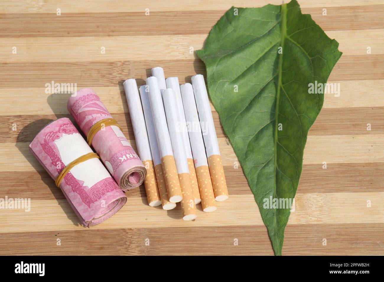 cutting tobacco leaves cutting tobacco plants Plant nicotine hi-res stock photography and images