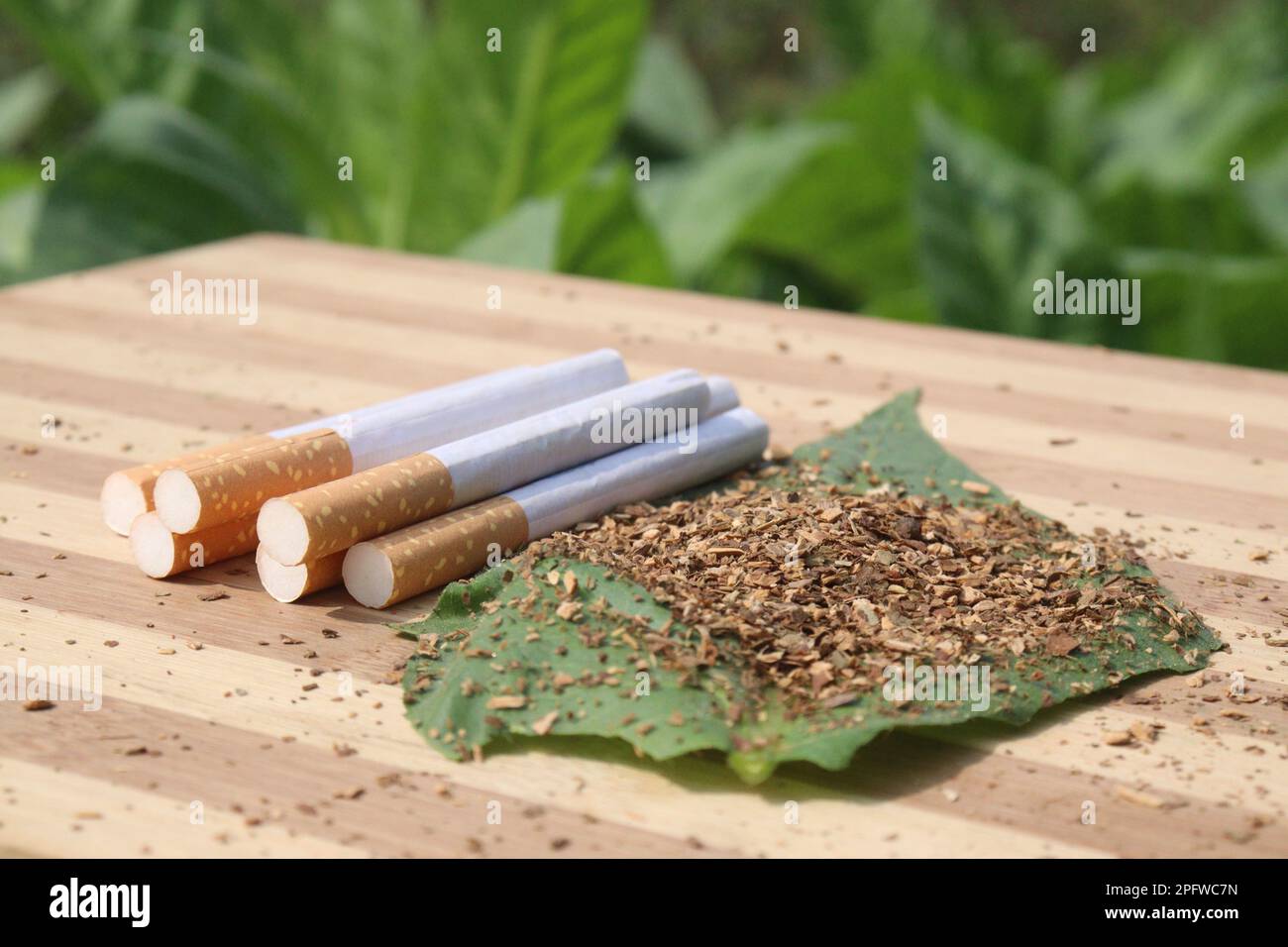 raw tobacco cigarettes Rolling Your Own: The Advantages of Whole Leaf Raw tobacco hi-res stock photography