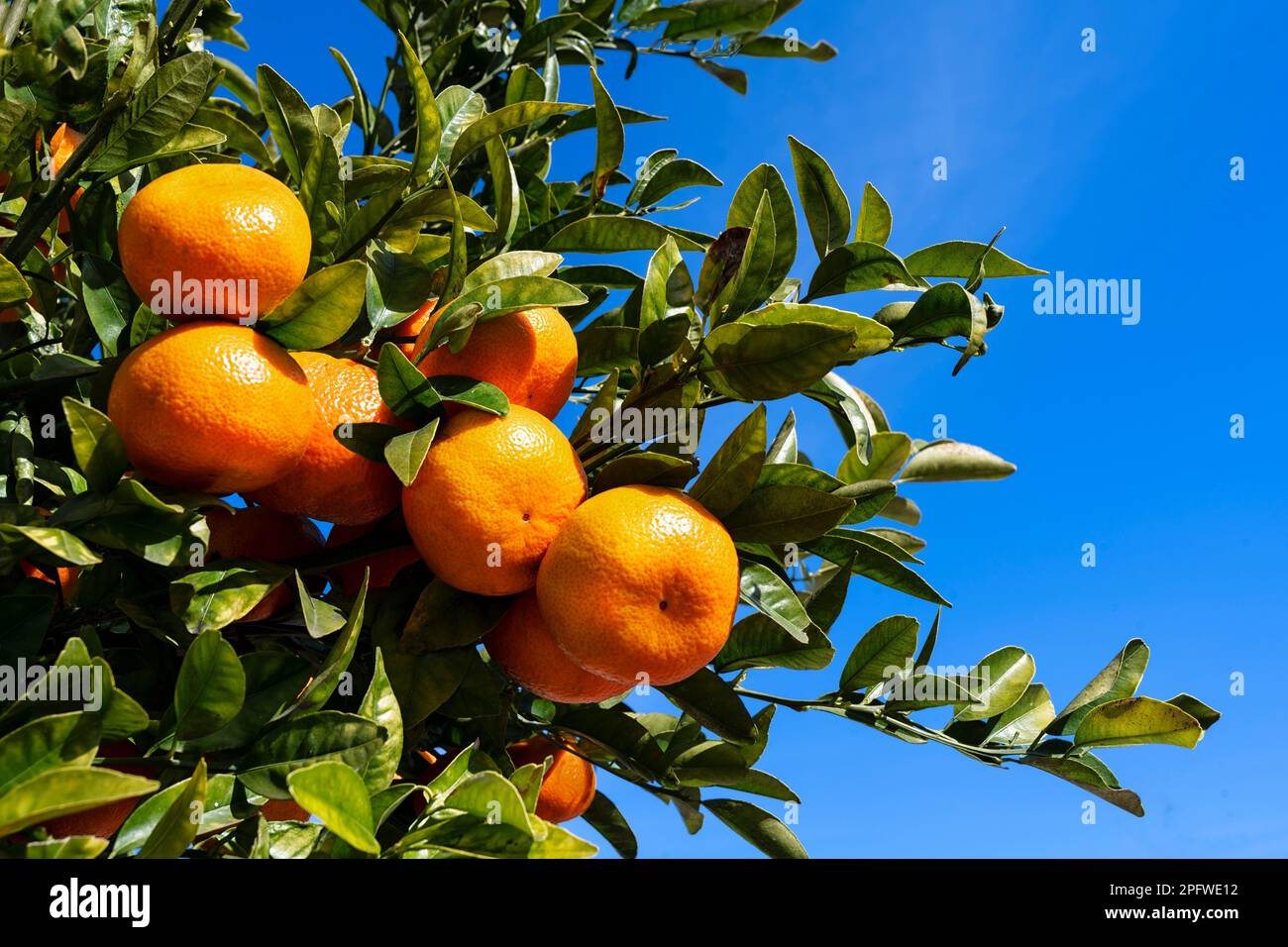 oranges on a branch with green leaves on tree Stock Photo