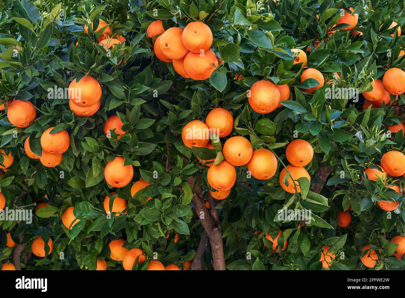 oranges on a branch with green leaves on tree Stock Photo