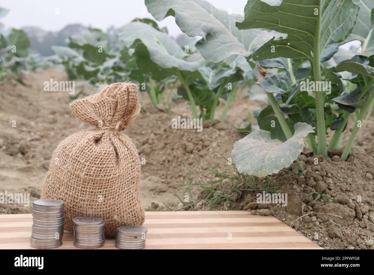 raw fresh broccoli farm with money bag for harvest are cash crops Stock