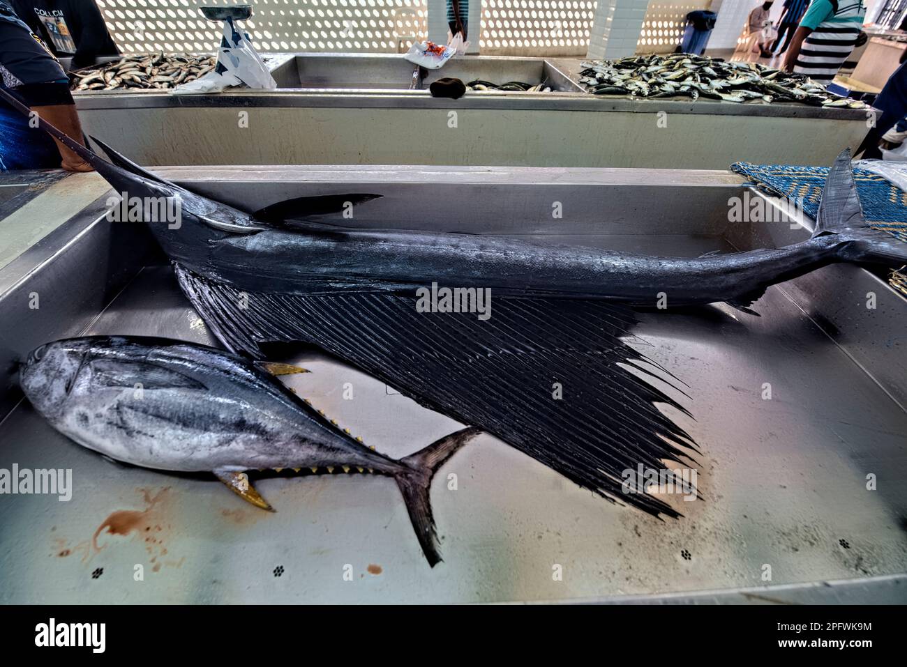 Giant swordfish for sale at the Fish Market, Mutrah Souq, Muscat, Oman