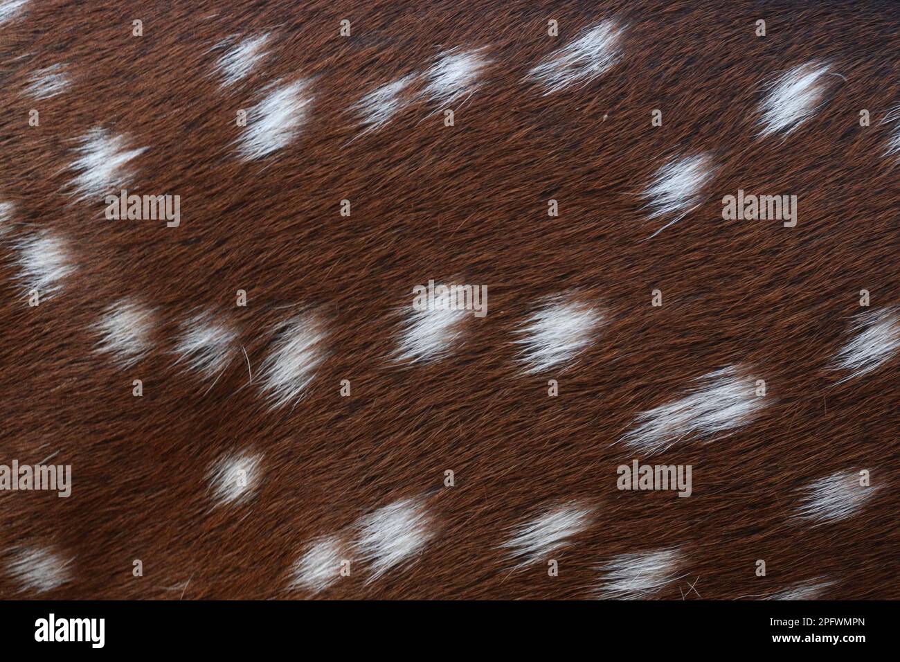 a texture background of deer leather Stock Photo - Alamy