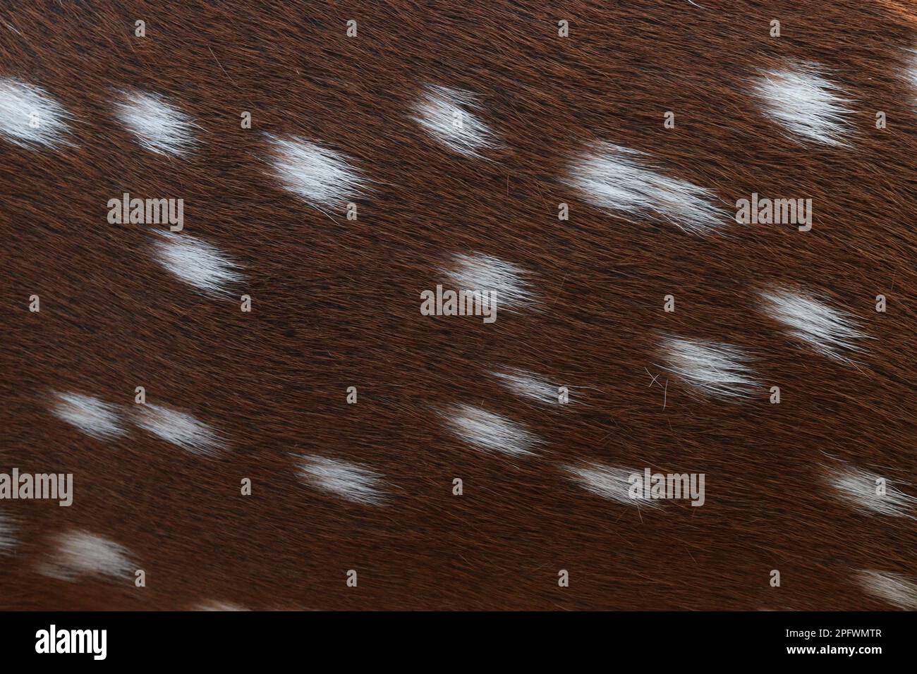 a texture background of deer leather Stock Photo