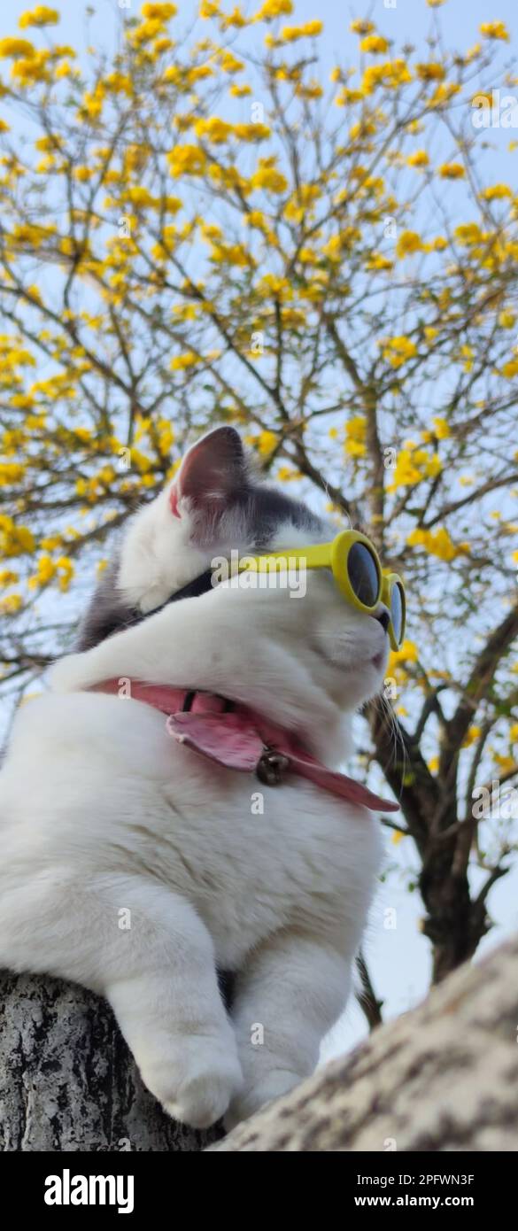 The Pet owner takes cat to park for sight in springwith nice chrysanthemum Suzuki background Stock Photo